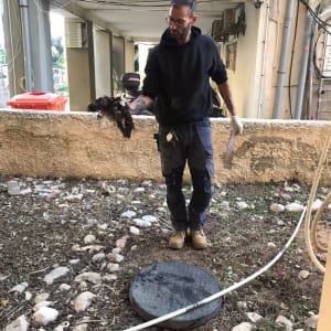 אדם מחזיק שורשים ליד מכסה ביוב פתוח
