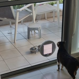 חתול מביט דרך דלת זכוכית עם פתח לחיות מחמד