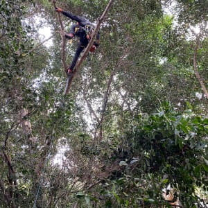 אדם מטפס על עץ עם ציוד גיזום