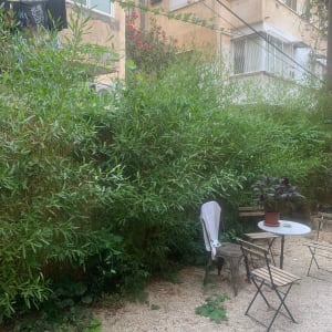 כיסאות ושולחן בגינה עם צמח בעציץ