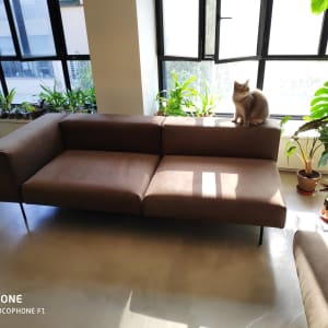 ספה חומה עם ריפוד, חתול יושב על המשענת