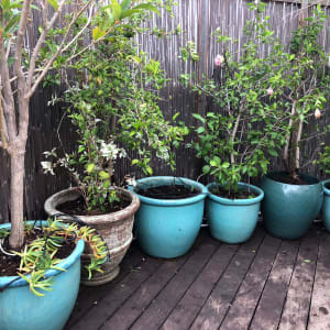 עציצים כחולים עם צמחים על דק עץ