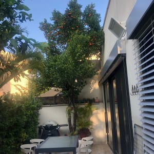 עץ עם פירות כתומים, צמחים ירוקים בגינה
