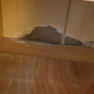 עובש על קיר עץ בתוך ארון