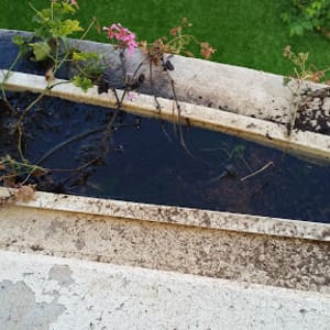 עציצים עם צמחים במים על אדן חלון