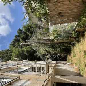 עץ גזום עם ענפים חתוכים בחצר