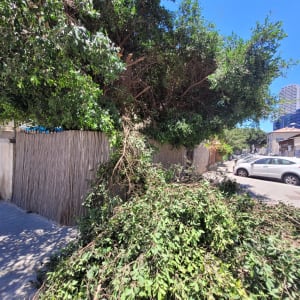 ערימת ענפים גזומים על המדרכה ליד עץ גדול