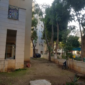 עצים גזומים בחצר בניין מגורים