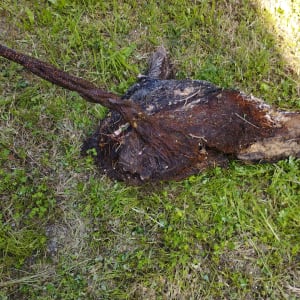 שורש עץ סתום בצינור ביוב על דשא