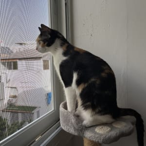 חתול יושב ליד חלון עם מסגרת אלומיניום