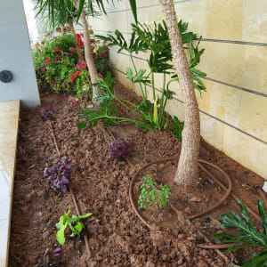 צינורות השקיה באדמה עם צמחים ושתילים