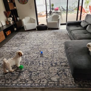 שטיח עם כלב קטן וכדורים צבעוניים