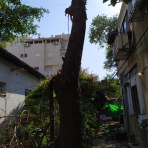 עץ גזום עם ענפים חתוכים בחצר