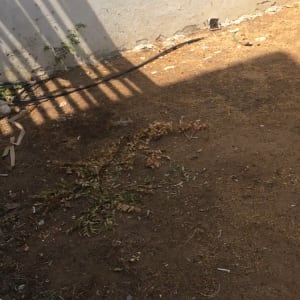 אדמה יבשה עם צינור השקיה וצמחים קטנים