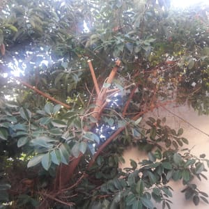 ענפים גזומים על עץ עם עלים ירוקים