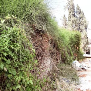 צמחייה צפופה עם עשבים שוטים וגדר חיה