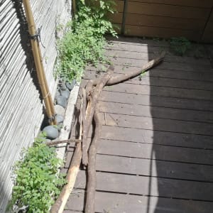 קרשים על רצפת פרקט עם צללים וצמחייה