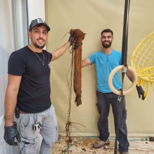 שני אנשים מחזיקים שורש עץ שהוצא מצינור