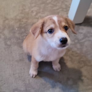 גור כלבים יושב על שטיח, כלוב ברקע