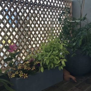 עציצים עם פרחים וצמחים ליד גדר עץ