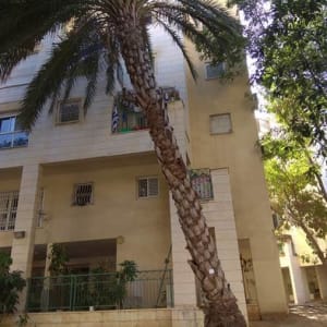 עץ דקל גבוה עם ענפים גזומים חלקית