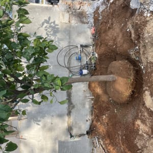 עץ עם עלים ירוקים ליד קיר בטון וחפירה באדמה