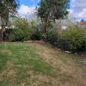 דשא ירוק ועצים בגינה עם שיחים מסביב