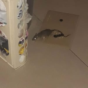 עכבר על מלכודת דבק על הרצפה