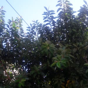 עץ עם עלים ירוקים תחת שמיים כחולים