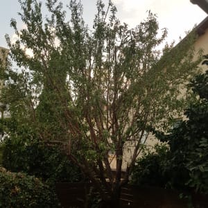 עץ עם ענפים גזומים בחצר קטנה