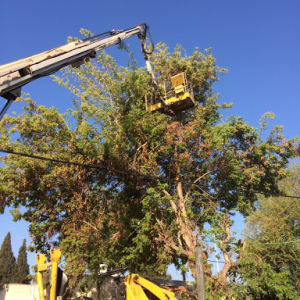A crane lifting a worker in a basket to prune a tree.