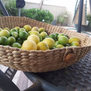 סל קלוע עם לימונים ירוקים וצהובים