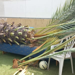 עץ דקל כרות שוכב על הדשא עם מסור חשמלי