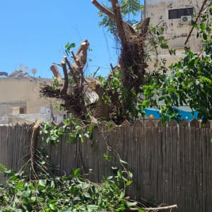 עץ גזום עם ענפים חתוכים וגזם על הקרקע