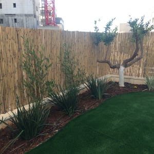 גדר במבוק, עצים ושיחים בגינה מטופחת