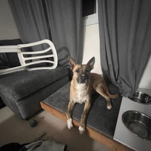 כלב יושב על כרית ליד קערות אוכל