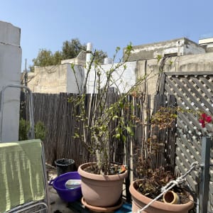 עציצים עם צמחים על מעקה גינה מעץ