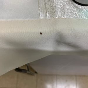 חרק קטן על בד לבן