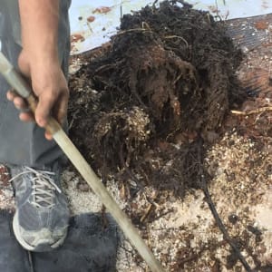 אדם מחזיק צינור ליד שורשים ואדמה