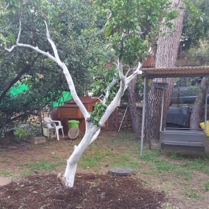 עץ עם גזע מסויד בגינה, כיסא פלסטיק ירוק