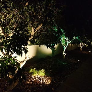 תאורת גינה מאירה עצים בלילה