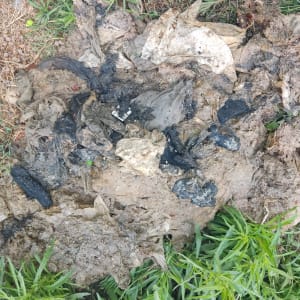 פסולת ביוב עם מגבונים רטובים ואדמה