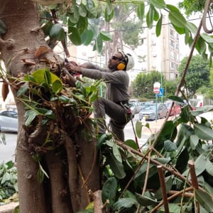 אדם גוזם עץ עם מסור חשמלי וקסדה