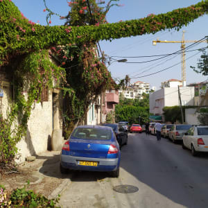 צמח מטפס ירוק עם פרחים ורודים על קיר בית