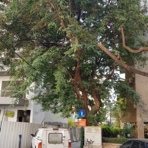 עץ גדול עם עלים ירוקים ברחוב עירוני