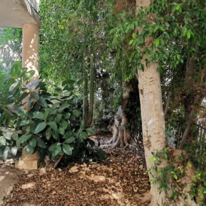 עץ עם עלים יבשים על הקרקע, מתאים לגיזום