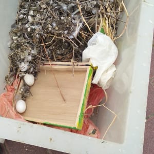 קופסת פלסטיק עם קן יונים, ביצים וענפים