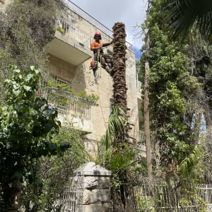 אדם עם קסדה גוזם עץ בעזרת מסור חשמלי