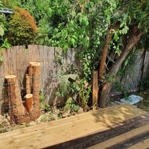 גזעים גזומים ליד גדר במבוק