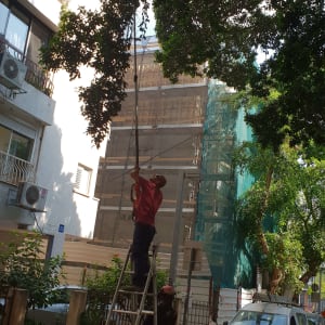 אדם גוזם עץ עם מסור חשמלי על סולם